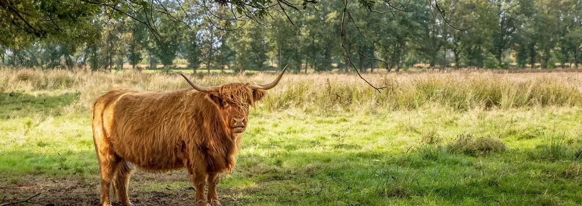 Van stal naar staal