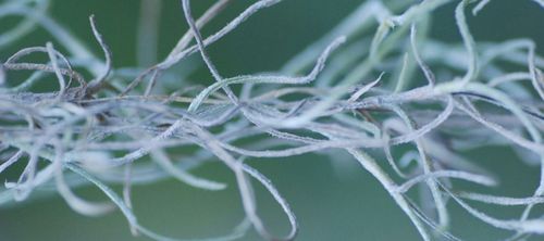 Roots, Ancestors, DNA: What are we looking for?