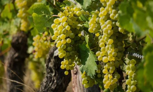 Maceration Musicale