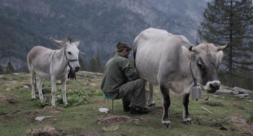 🎬 Cows on the Roof (Aldo Gugolz, 2020)