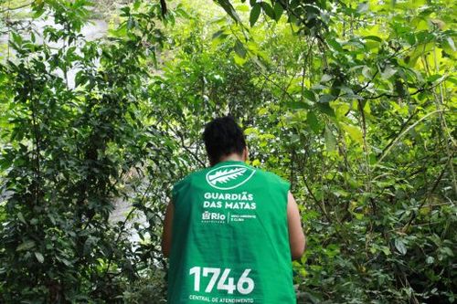 The Guardians of the Woodlands of Rio de Janeiro video & Q&A