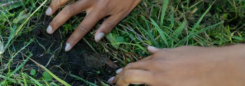 BioBlitz: Bodemdieren