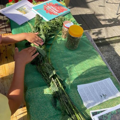 Mini safari about nettles ”Stinging plant and human friend”