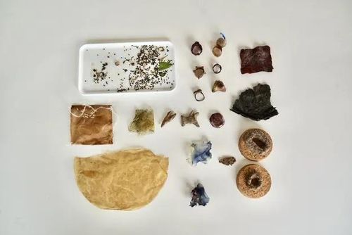 Zoöp Art Project Presentation: Jewelry with Seeds for a Better Future
