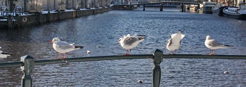 Urban Birding International Symposium Amsterdam 2025