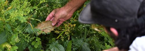 BioBlitz: bekijk de bloemetjes en de bijtjes