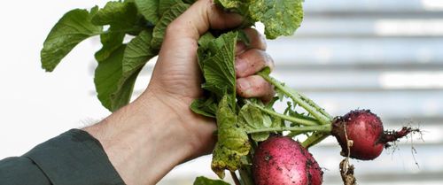 Moestuinen voor Mokum
