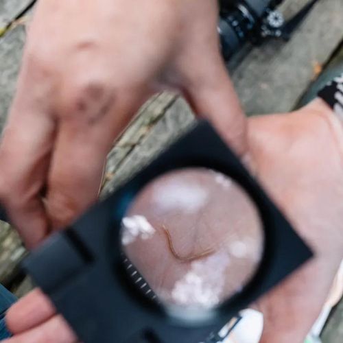 Mini Safari about soil life – Do you know creepy crawlies?