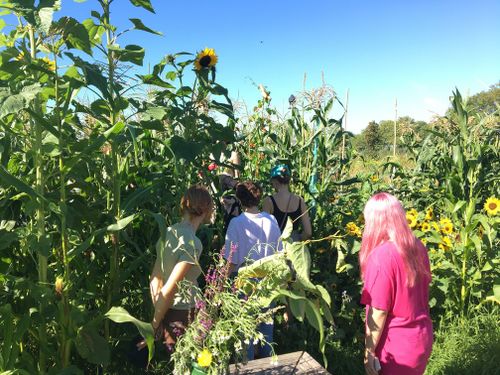 Potato Growing Workshop with 4Siblings