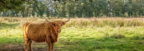 Van stal naar staal