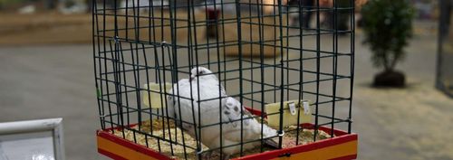 Vogeltaal