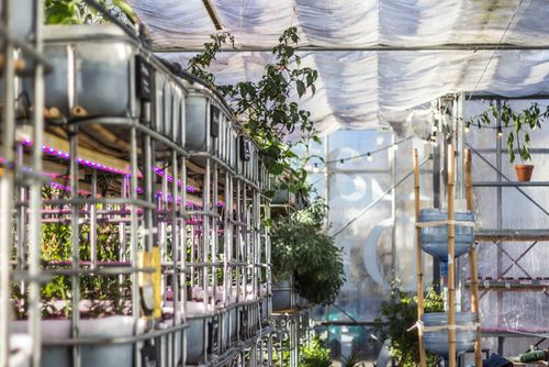 Open Friday Tour - Hydroponics Edition