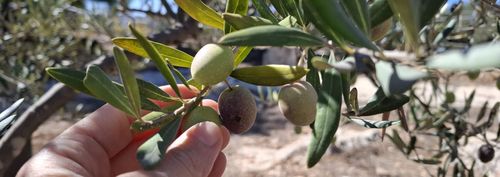 A Nonviolent Struggle for Justice