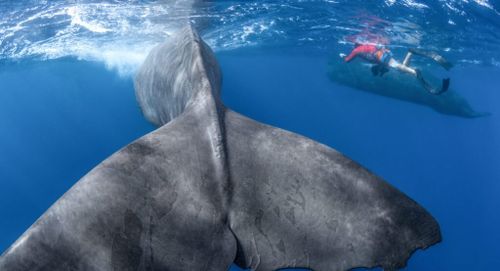 Patrick and the Whale