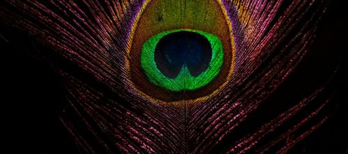 Transfixions: in conversation with Shola von Reinhold