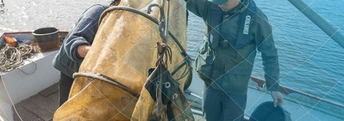 BioBlitz: de Amsterdamse vismigratie