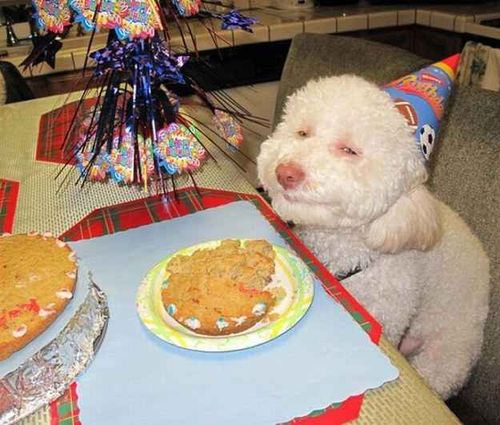 Para-siting: Birthday Party