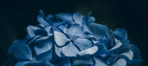De stille vrouw