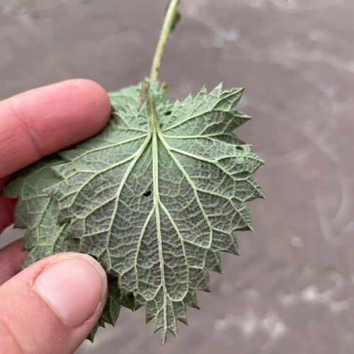 Mini-Safari: All About Nettles