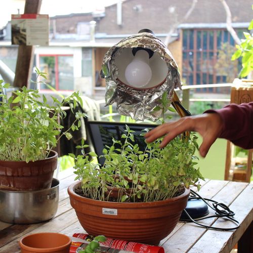 Workshop Tuinieren: Groene groei in de schaduw