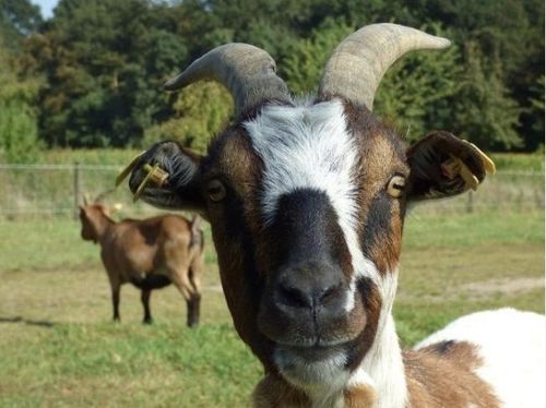 Witte Gei’t? met Lucien Vibration, ⁠⁠Bomber Leo, ⁠⁠Kiki & Dorino en Dj Bone