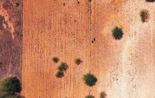 Brazil cineforum, documentary "Raìzes Sem Terra" and discussion with director Francesco Ballarini