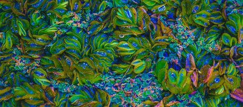 Het ontstaan van taal