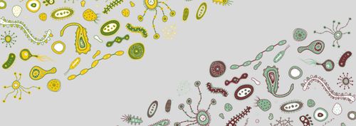 De BioBorrel: het microbioom