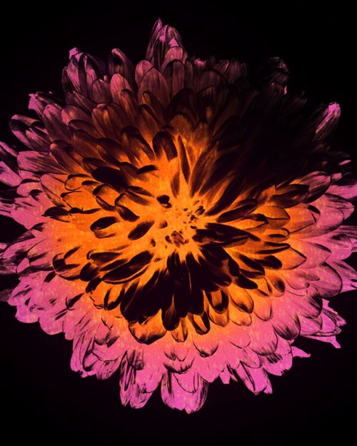 Koningsnacht: Tinlicker (DJ) • Rose Ringed • Lamírla