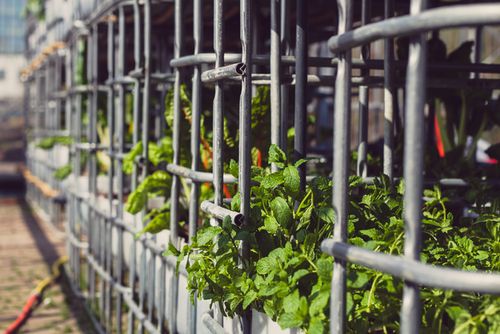 Open Friday Tour - Hydroponics Edition