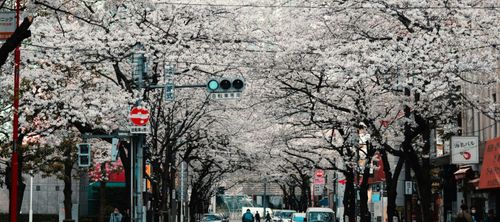 Sakura. About the Flowering of Cherry Blossoms